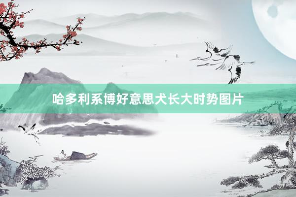 哈多利系博好意思犬长大时势图片